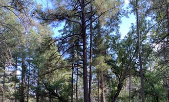 Camping near Sunny Flat Campground: Pinery Campground Lower - Dispersed, Portal, Arizona