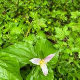 Review photo of Trillium Lake by Kathy B., July 9, 2021