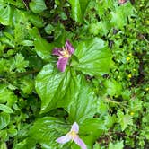 Review photo of Trillium Lake by Kathy B., July 9, 2021