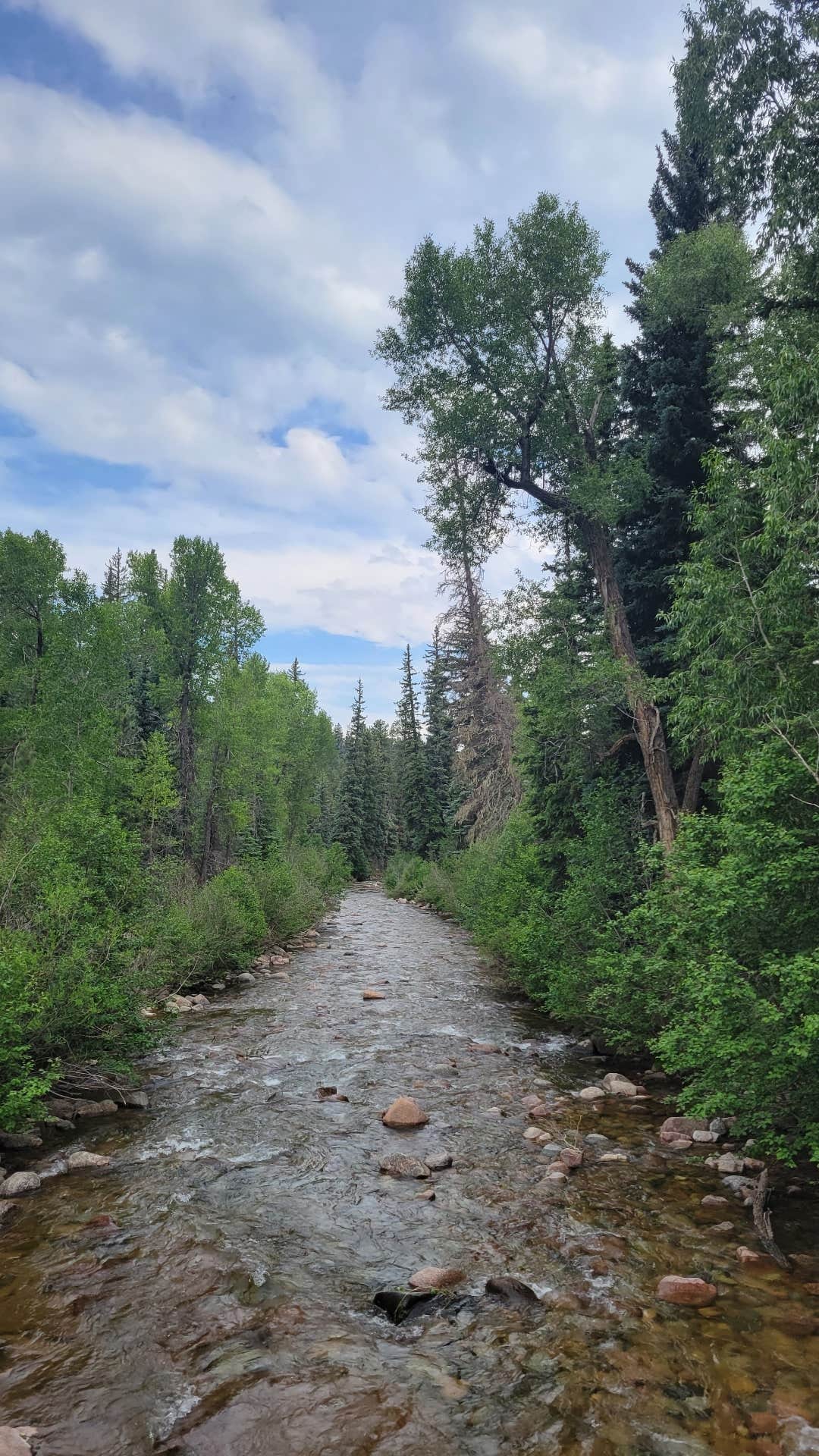 Camper submitted image from Transfer Park Campground — San Juan National Forest - 4