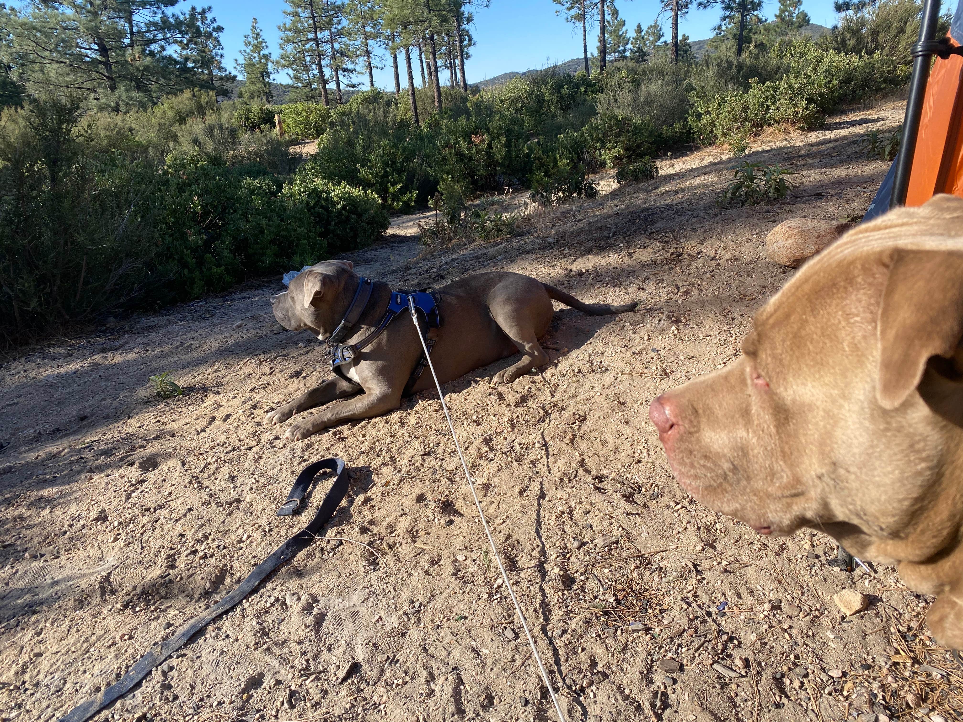 Bryan's photo of camping with pets at Chilao Campground near Bell Gardens, CA
