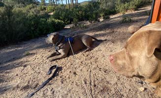 Bryan's photo of camping with pets at Chilao Campground near San Gabriel, CA