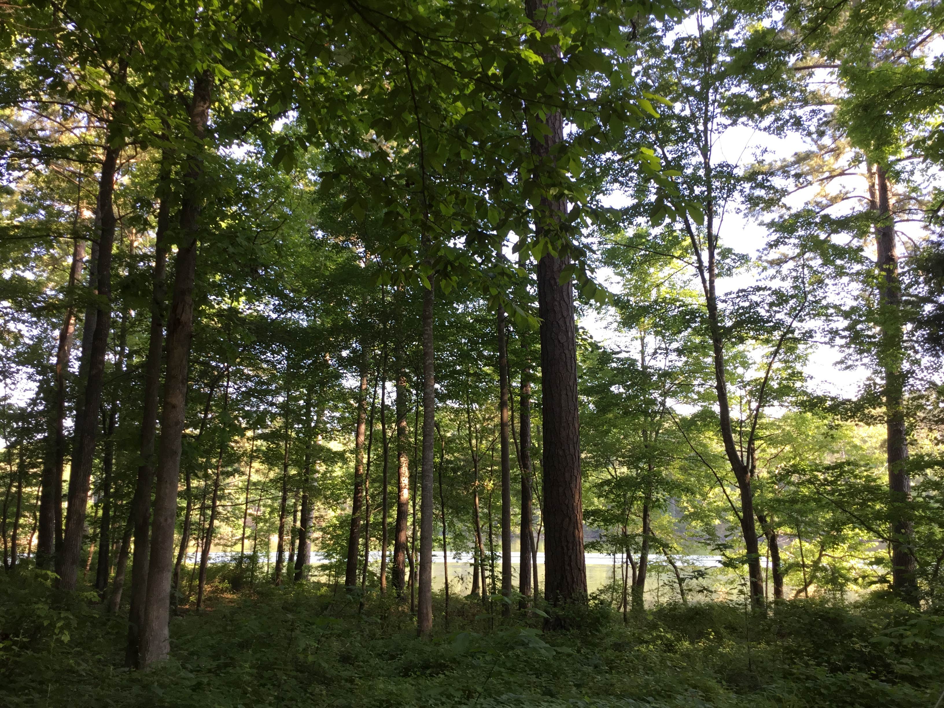 Camper-submitted photo at Clear Creek Recreation Area near Arley, AL