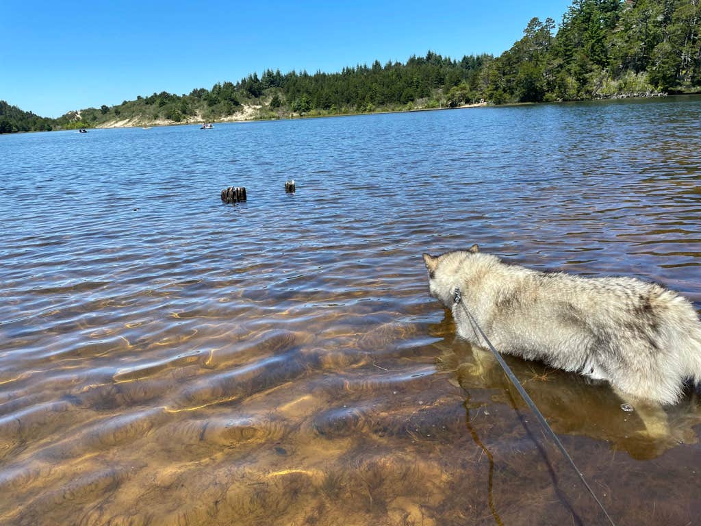 Kathy B.'s photo of camping with pets at Jessie M. Honeyman Memorial State Park Campground near Siuslaw National Forest