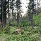 Review photo of Logging Creek Campground — Glacier National Park by Tara W., July 9, 2021