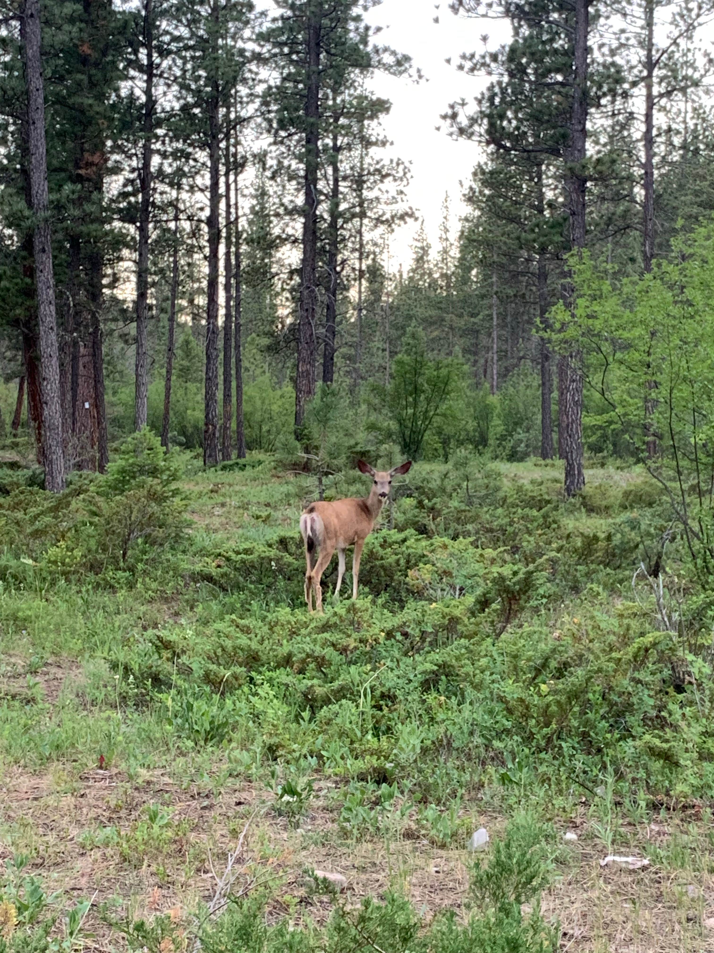 Camper submitted image from Logging Creek Campground — Glacier National Park - 1