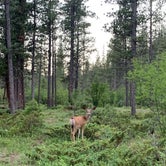 Review photo of Logging Creek Campground — Glacier National Park by Tara W., July 9, 2021