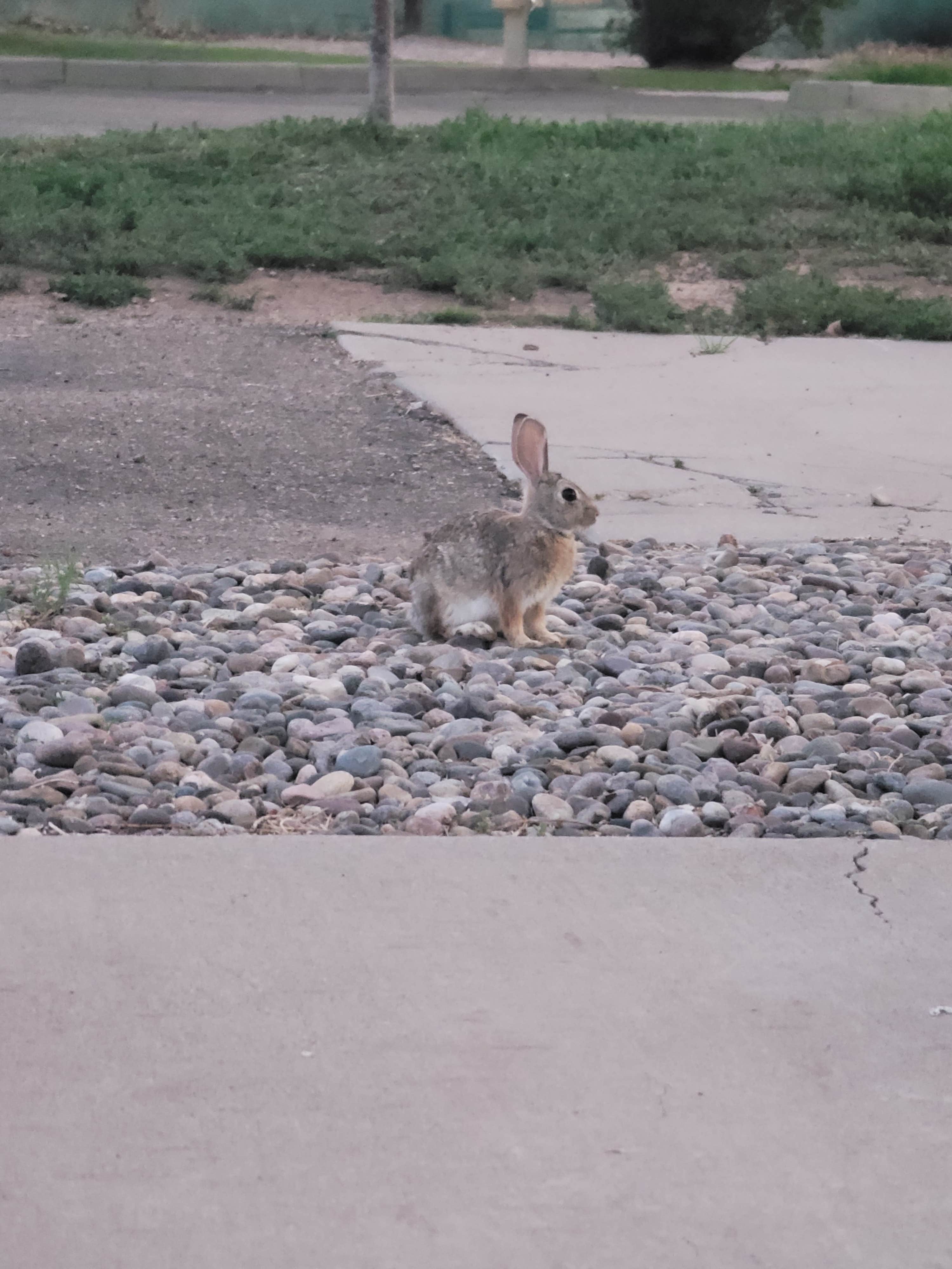 Sarah R.'s photo of camping with pets at American RV Resort near Rincon, NM