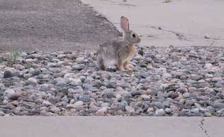 Sarah R.'s photo of camping with pets at American RV Resort near Tijeras, NM
