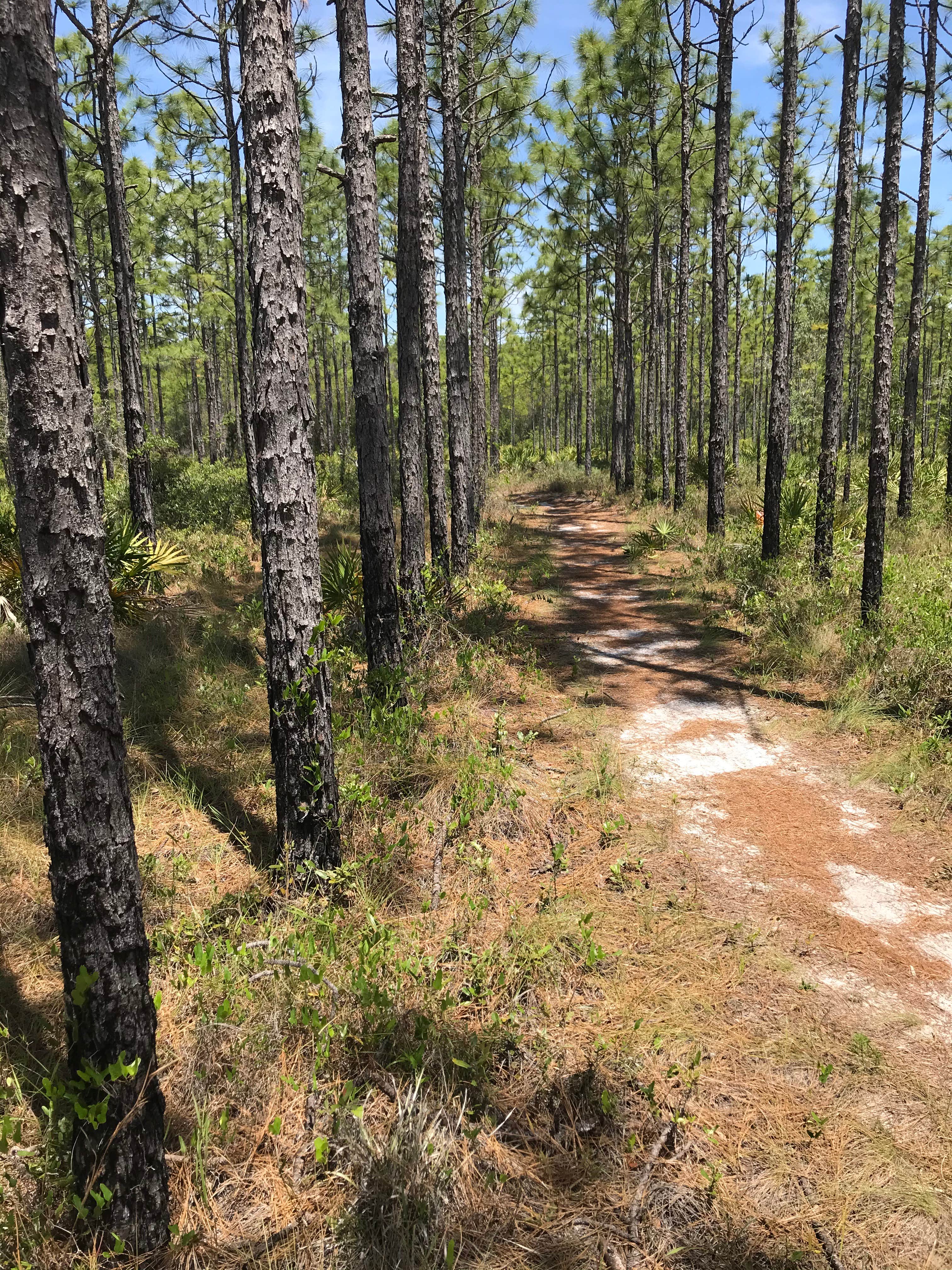 Camper-submitted photo at Eastern Lake Campground 2 — Point Washington State Forest near Navarre, FL