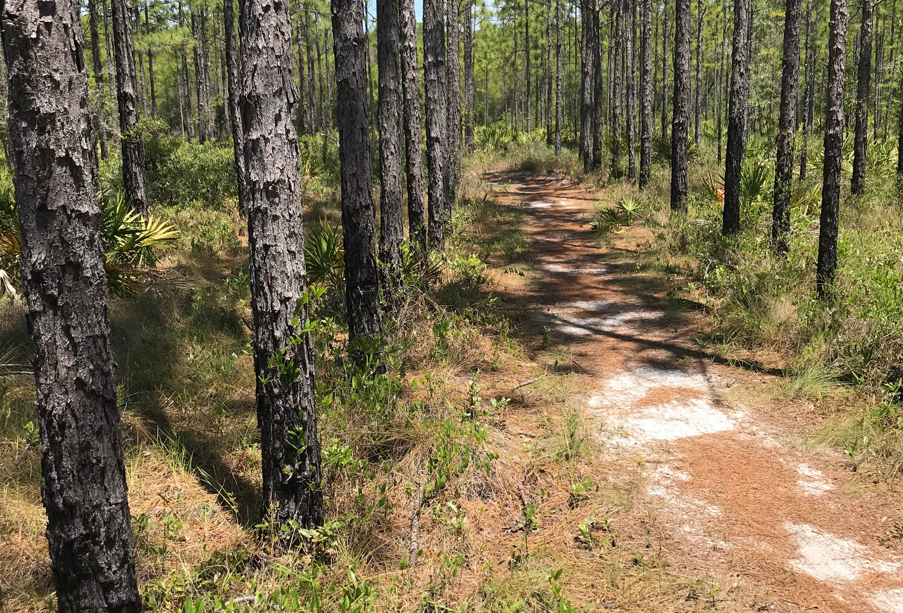 Eastern Lake Campground 2 — Point Washington State Forest | Inlet Beach ...