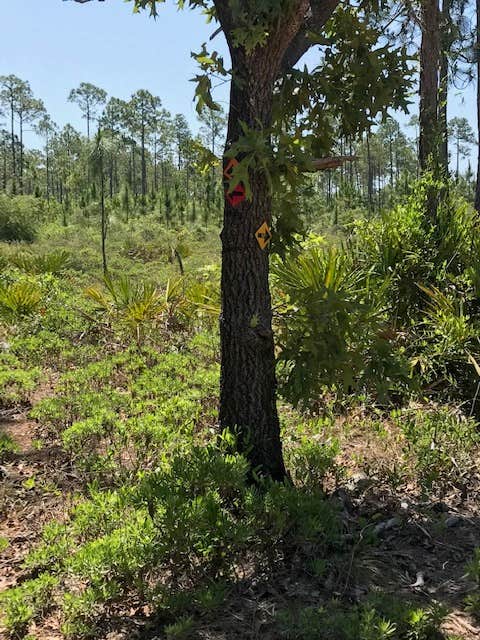 Camper-submitted photo at Eastern Lake Campground 2 — Point Washington State Forest near Navarre, FL