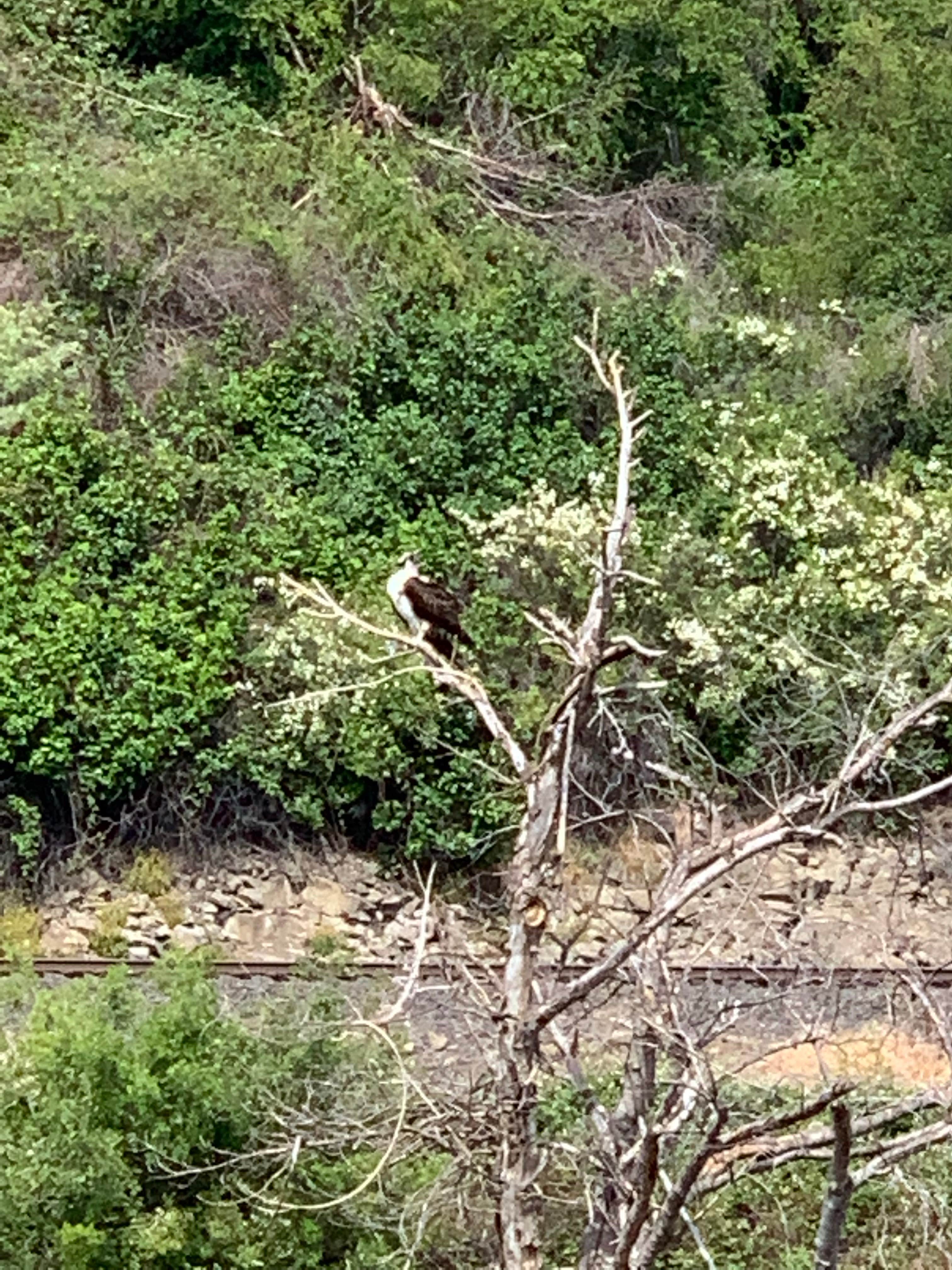 Camper-submitted photo at Maupin City Park near Maupin, OR