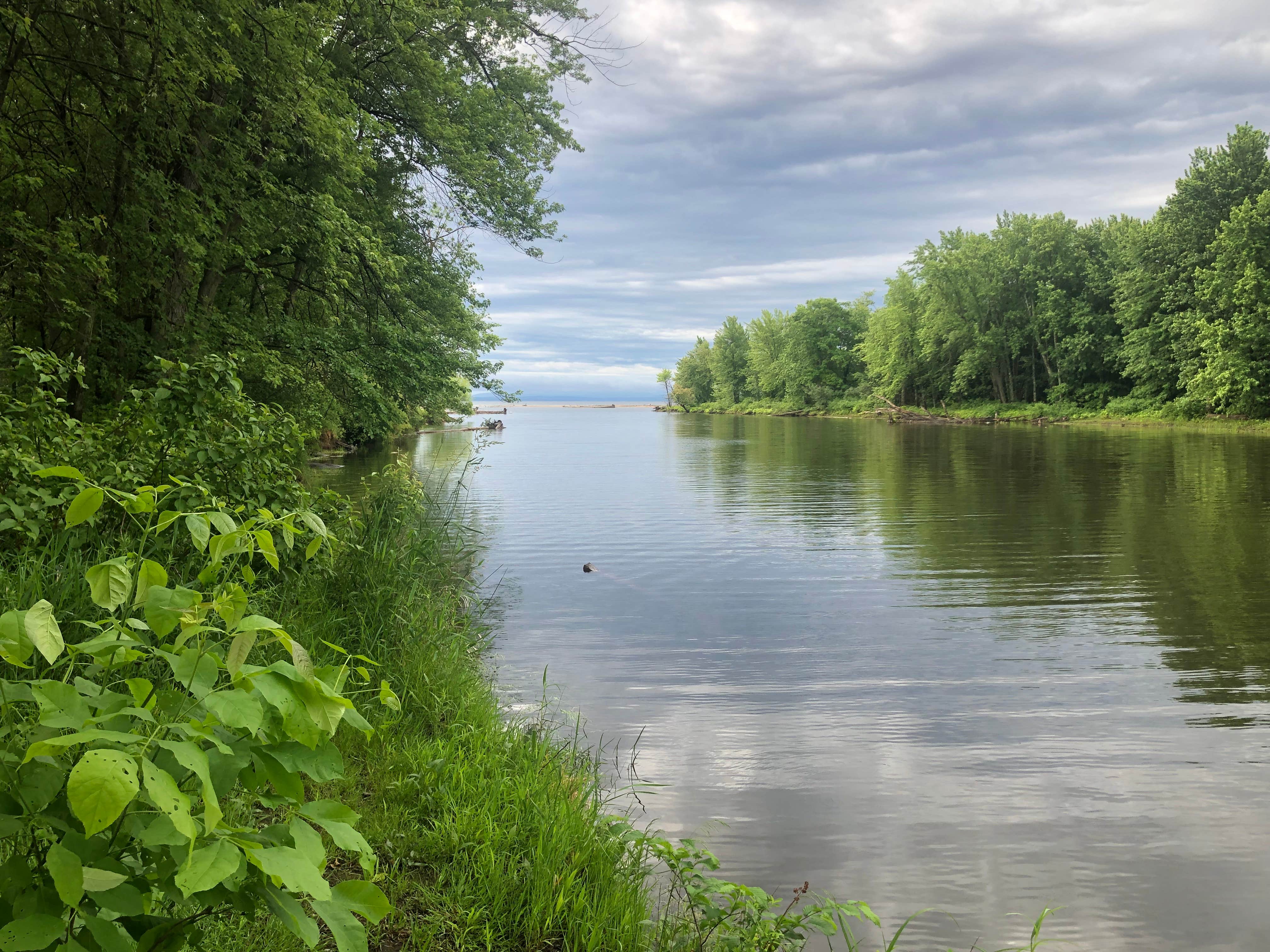 Camper submitted image from AuSable River Campsite - 3