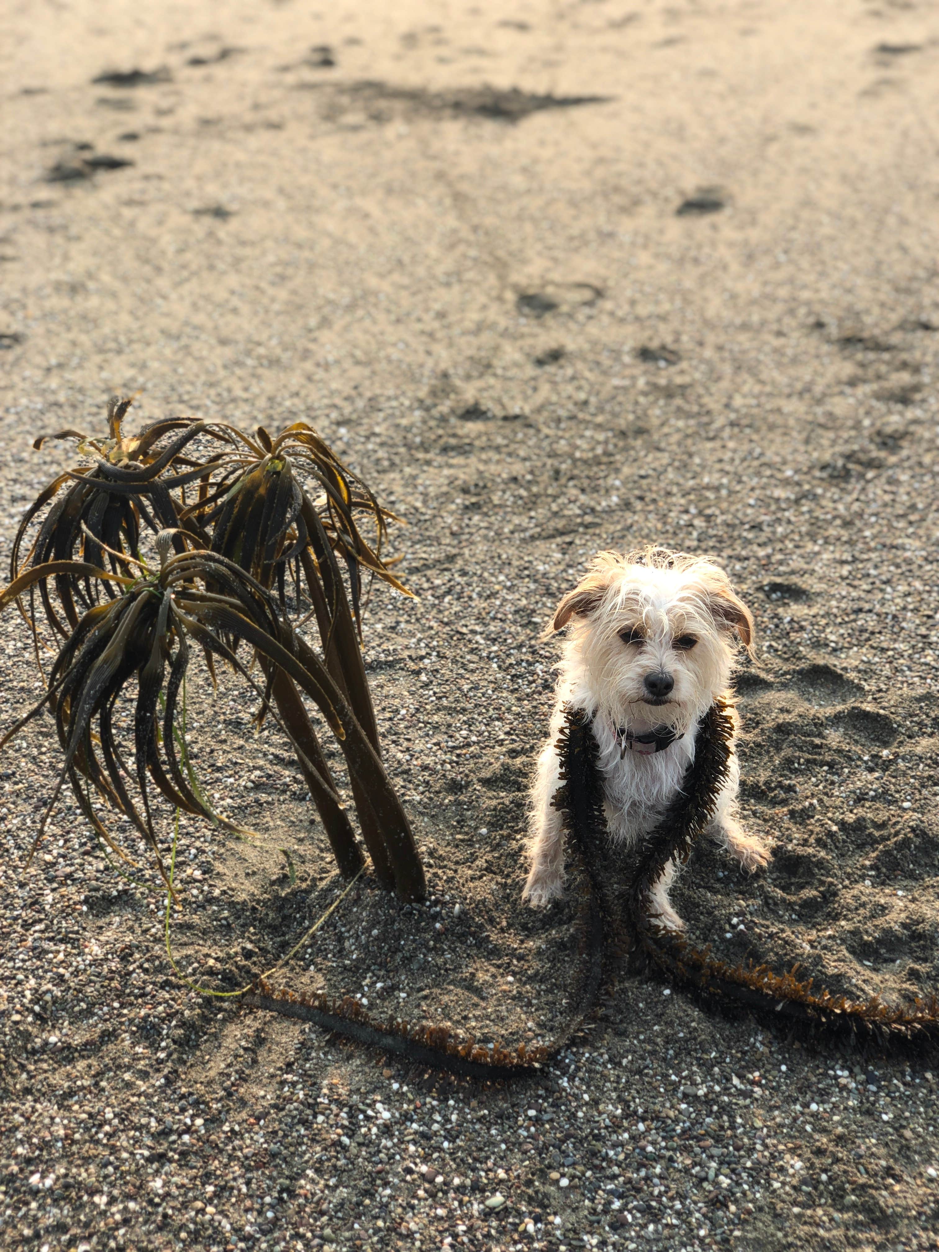 Teresa's photo of camping with pets at Wright's Beach Campground — Sonoma Coast State Park near Fulton, CA
