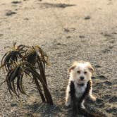 Review photo of Wright's Beach Campground — Sonoma Coast State Park by Teresa , July 9, 2021