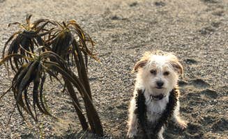 Teresa's photo of camping with pets at Wright's Beach Campground — Sonoma Coast State Park near Jenner, CA