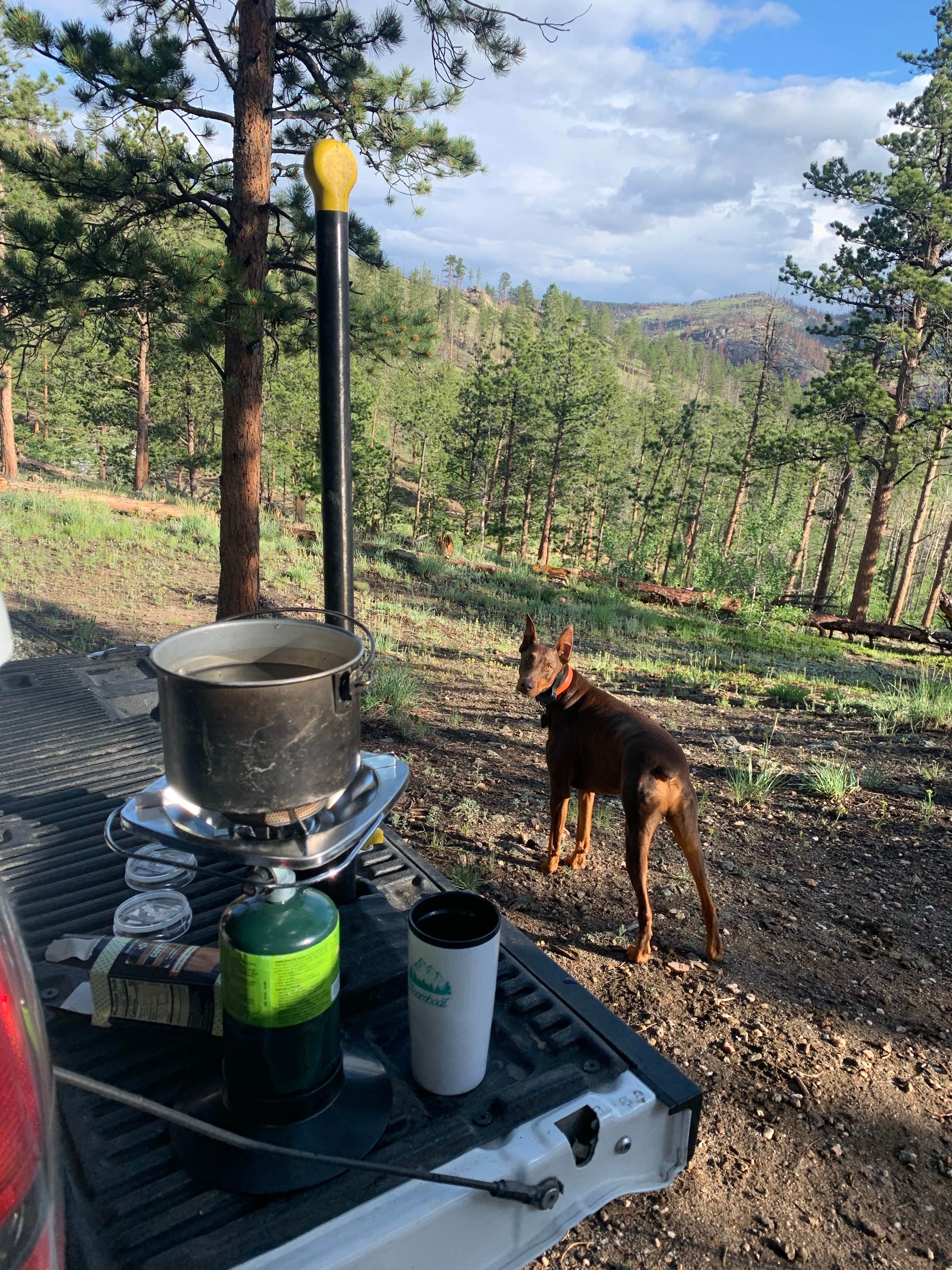 Dan  W.'s photo of camping with pets at Gordon Gulch Dispersed Area near Nederland, CO