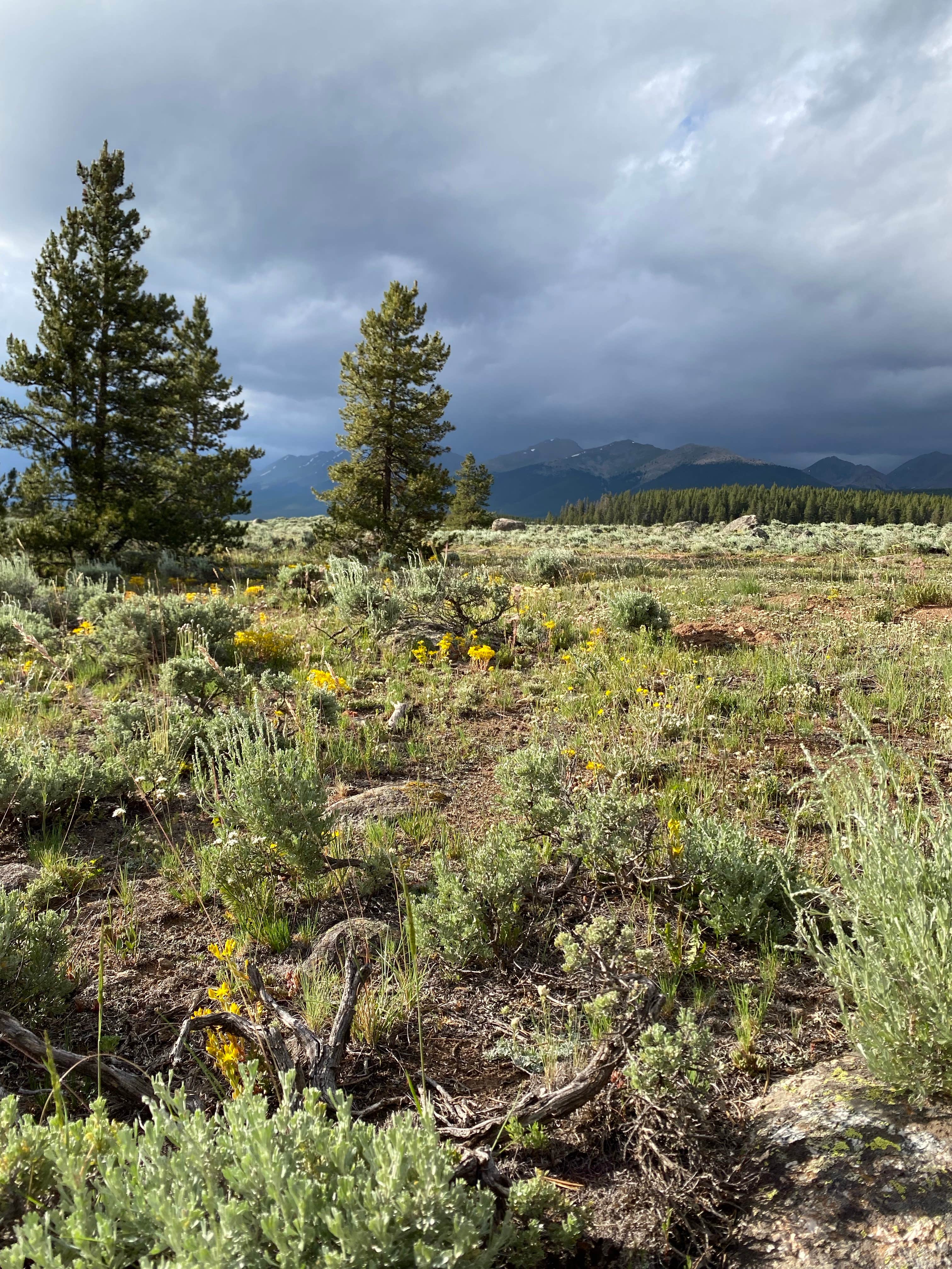 Camper-submitted photo at Dinner Station near Crested Butte, CO