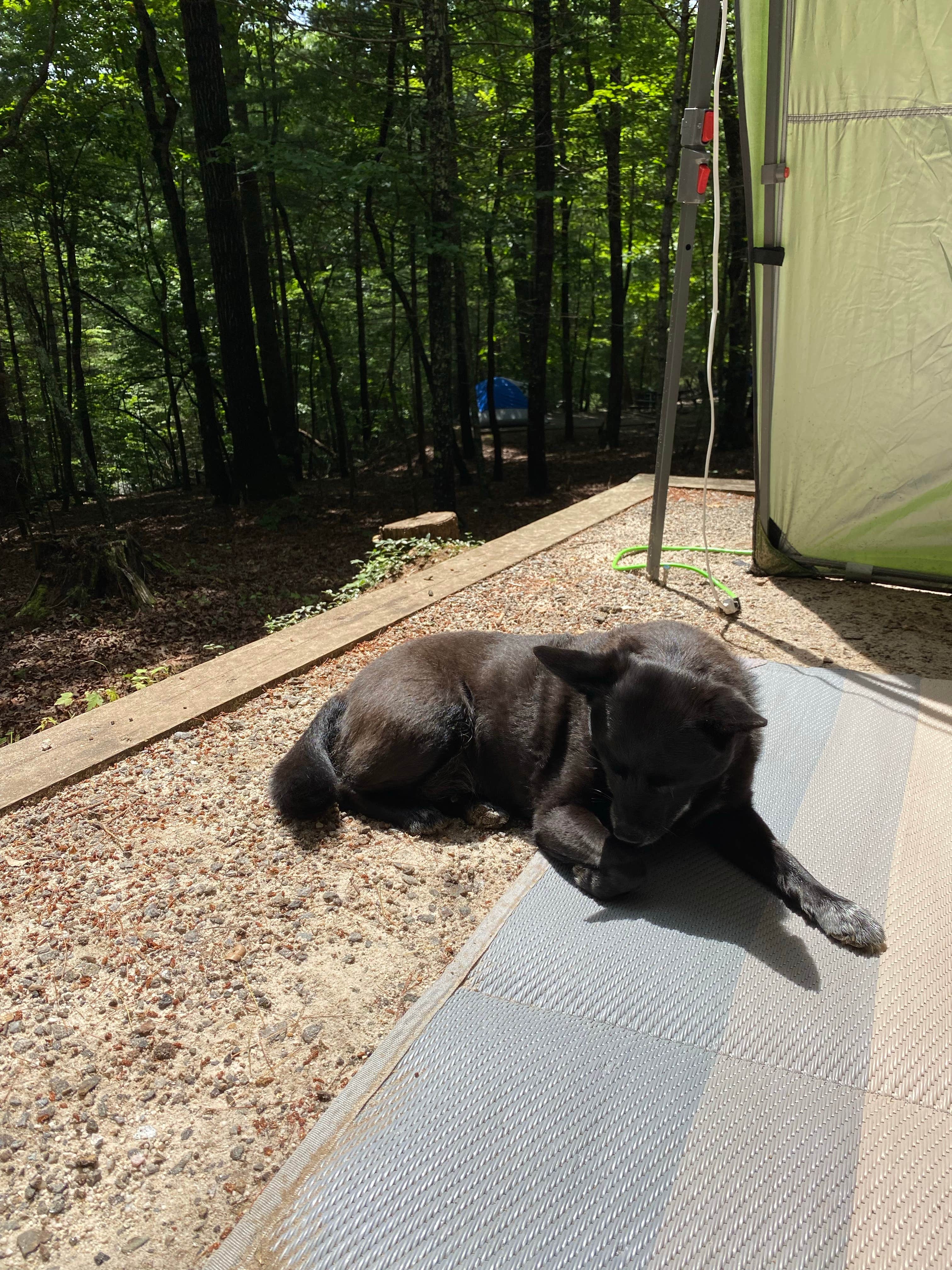 Jacqueline F.'s photo of camping with pets at Fairy Stone State Park Campground near Danbury, NC