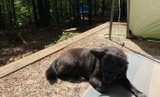 Jacqueline F.'s photo of camping with pets at Fairy Stone State Park Campground near Danbury, NC