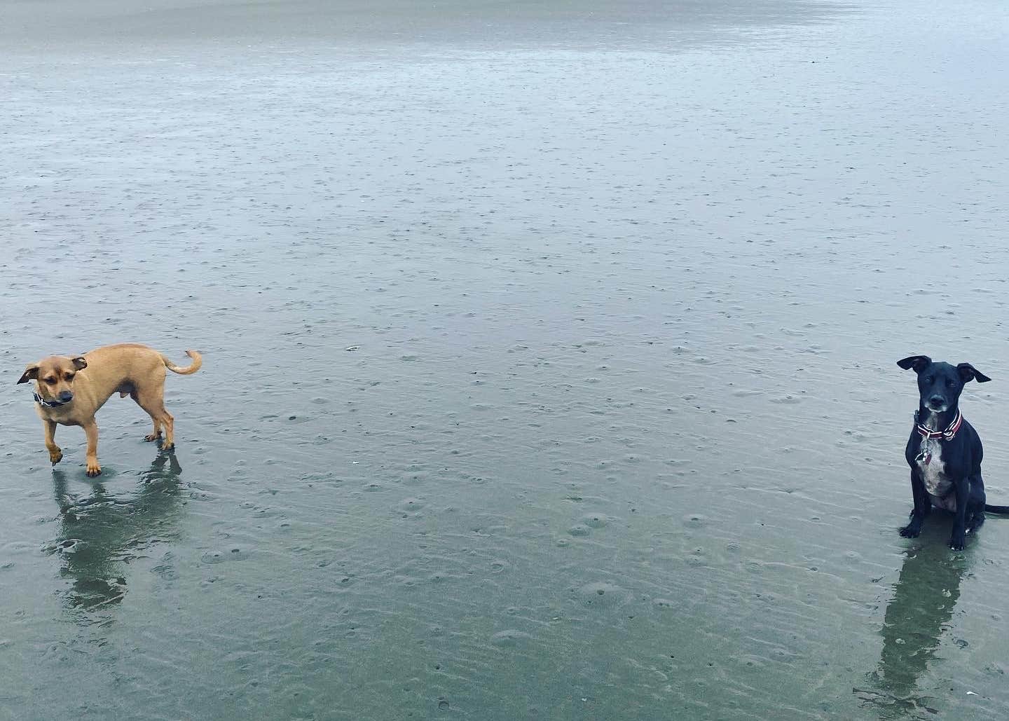 Copalis Beach RV Resort Camping The Dyrt