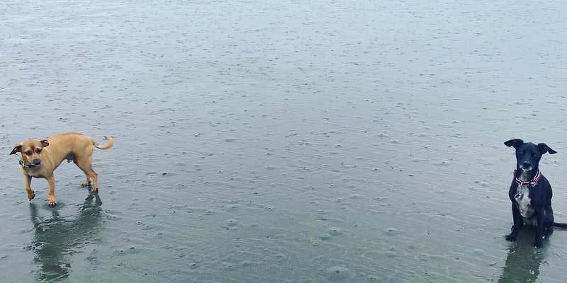 Camper submitted image from Copalis Beach RV Resort