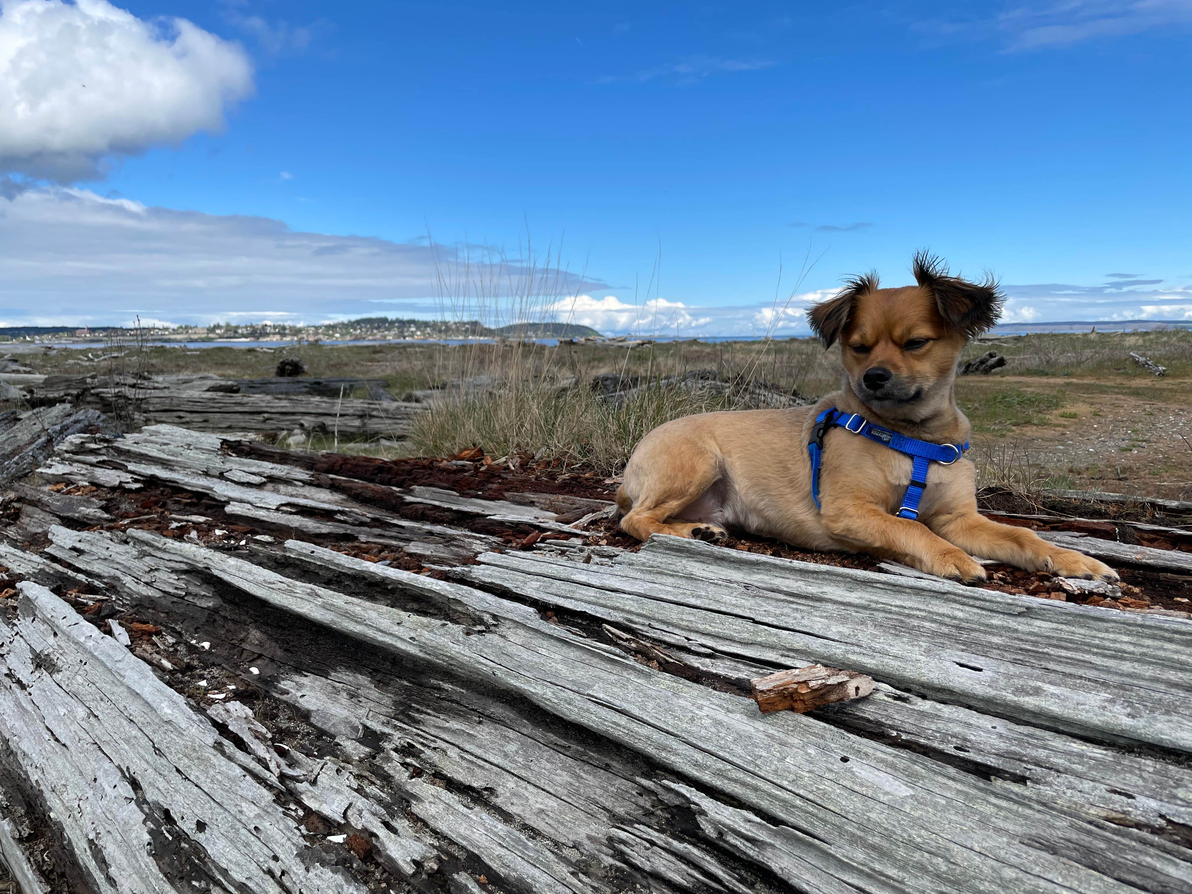 Peggy H.'s photo of camping with pets at Fort Flagler Historical State Park Campground near Lynnwood, WA