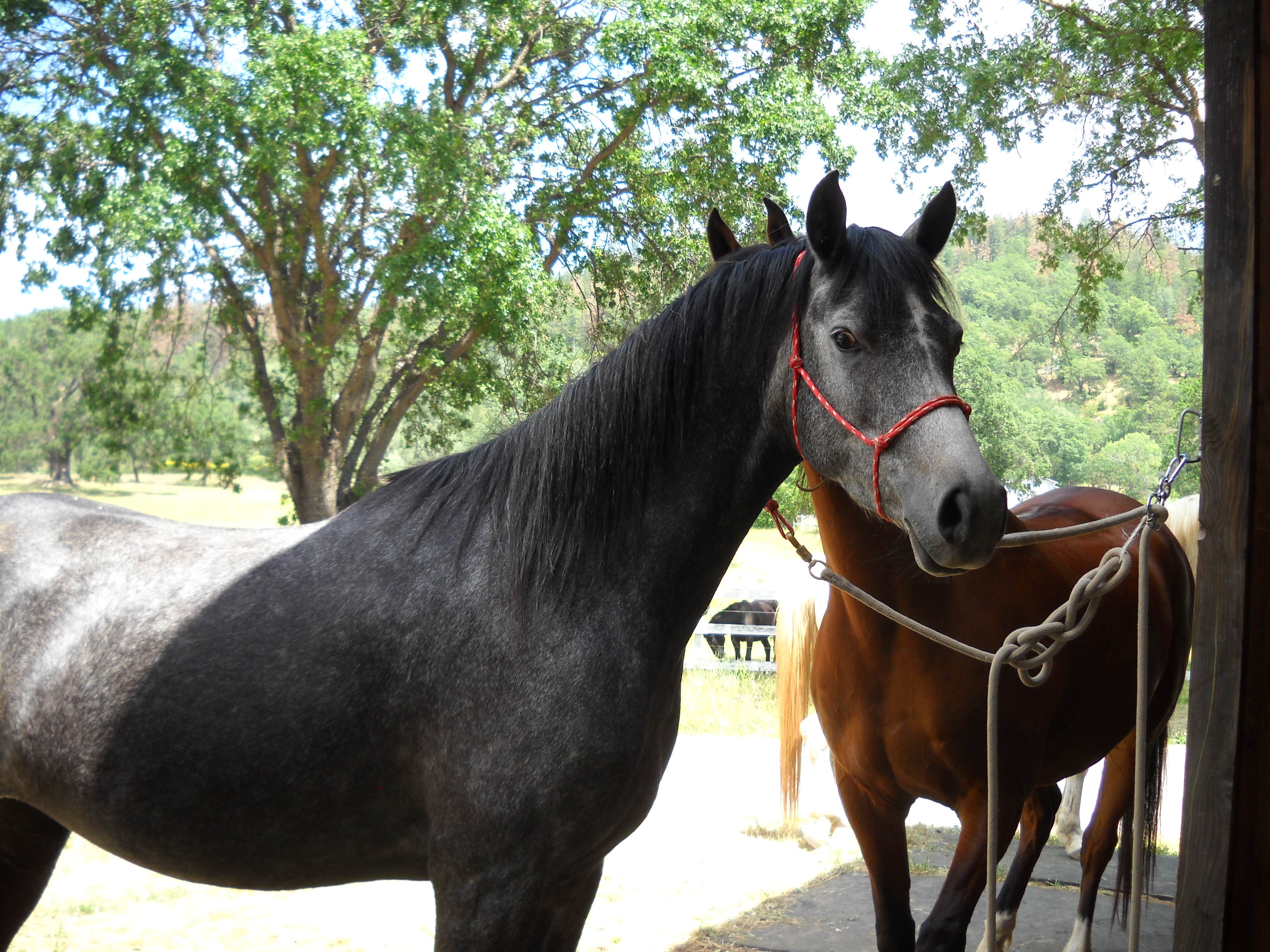 Camper submitted image from Forni Horse Camping - 1
