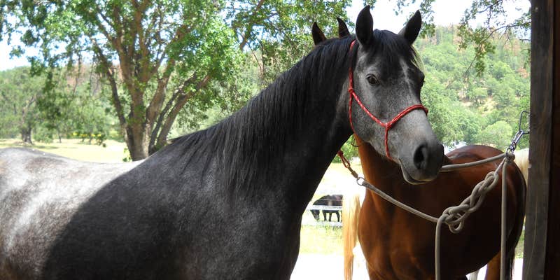 Camper submitted image from Forni Horse Camping