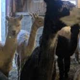 Review photo of Heritage Farm Alpaca Experience by amber P., July 9, 2021