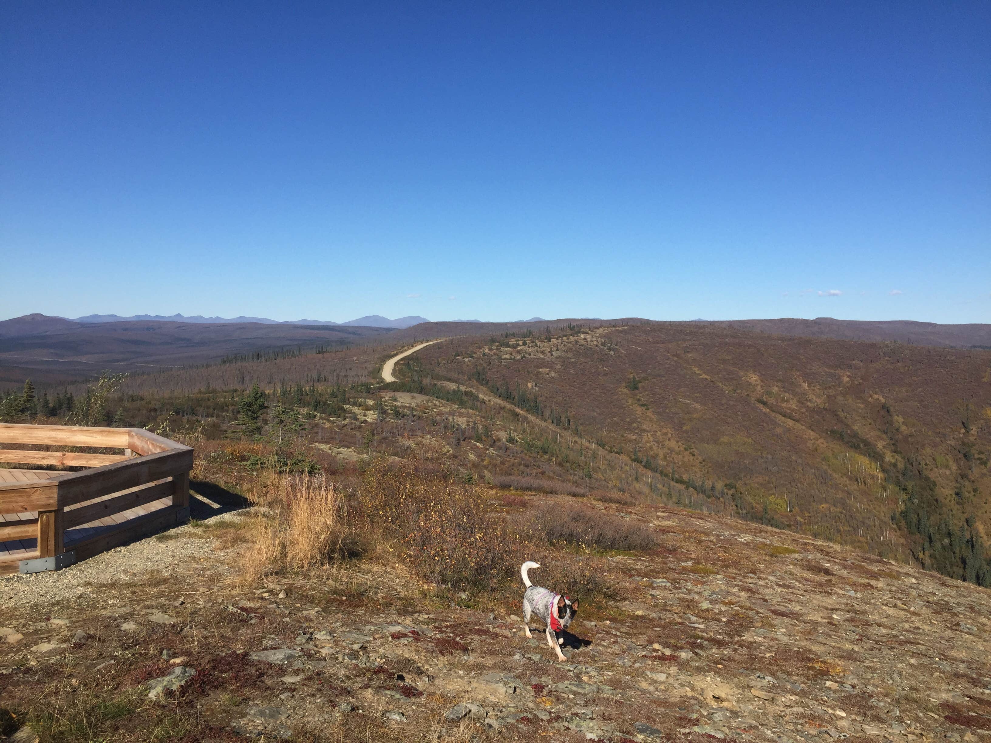 Camper submitted image from Ophir Creek Campground — White Mountains National Recreation Area - 4