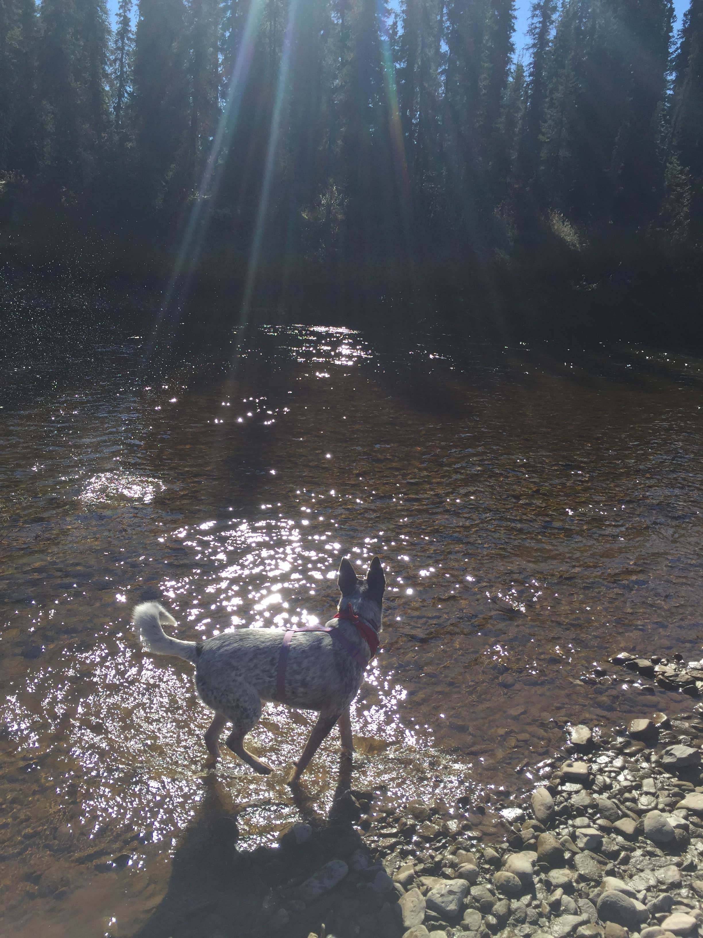 Camper submitted image from Ophir Creek Campground — White Mountains National Recreation Area - 3