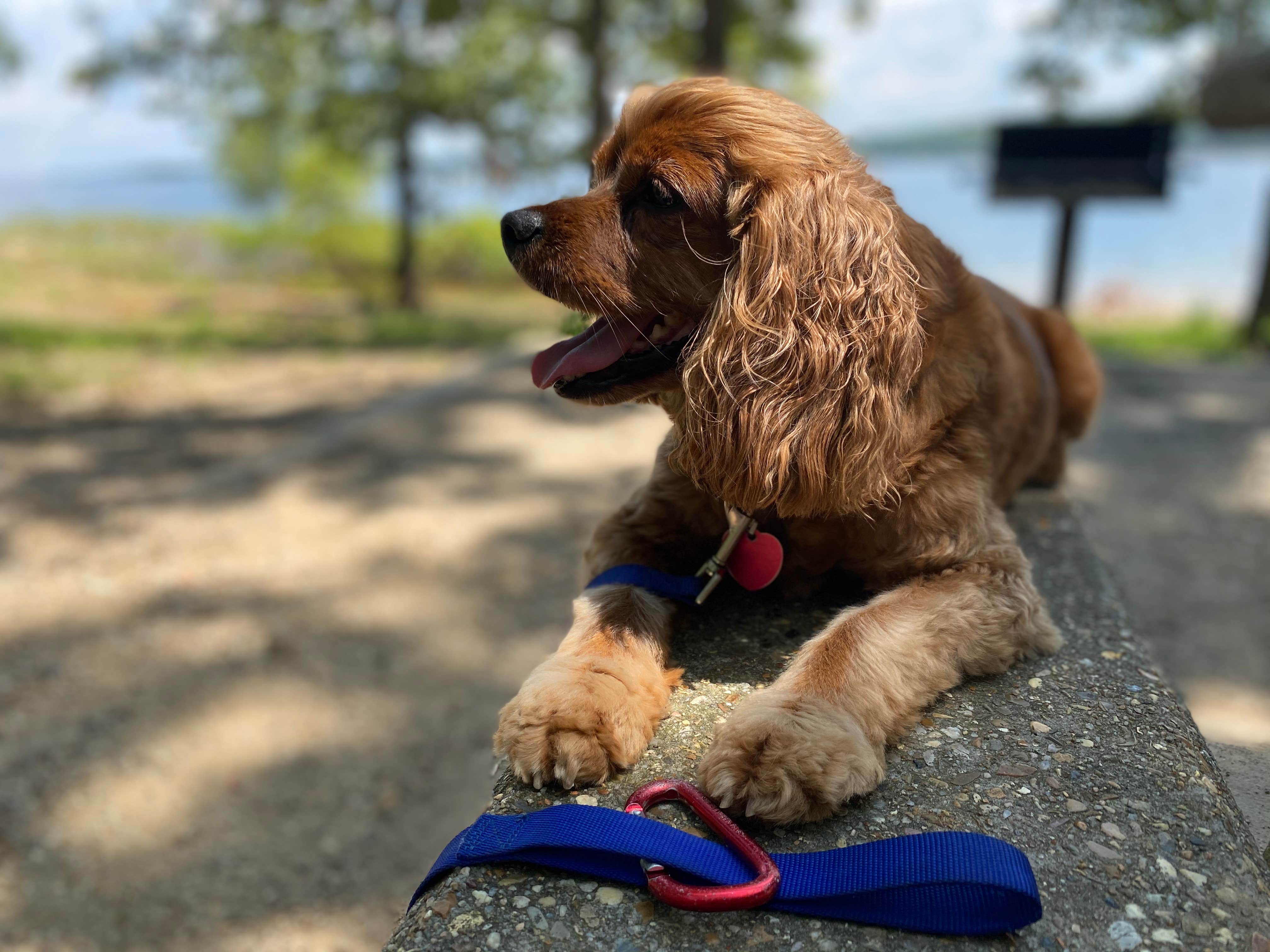 Cheri H.'s photo of camping with pets at Ozan Point - De Gray Lake near Murfreesboro, AR