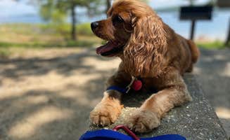 Cheri H.'s photo of camping with pets at Ozan Point - De Gray Lake in Arkansas