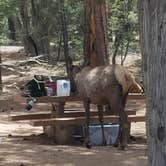 Review photo of Mather Campground — Grand Canyon National Park by Mary S., June 13, 2018