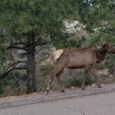 Review photo of Mather Campground — Grand Canyon National Park by Mary S., June 13, 2018