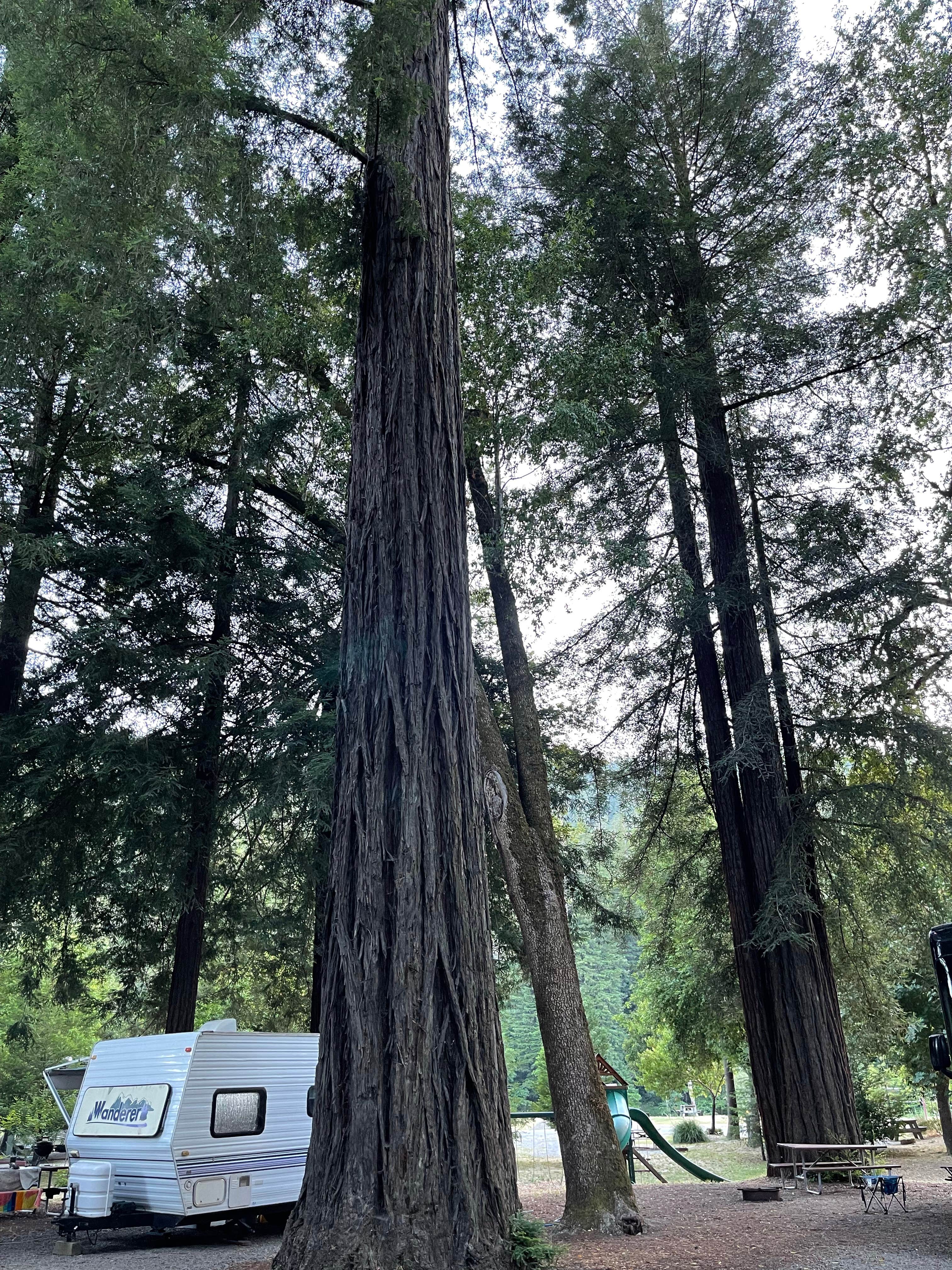 Colleen E.'s photo of rv camping at Giant Redwoods RV & Cabin Destination near Ferndale, CA