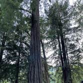 Review photo of Giant Redwoods RV & Cabin Destination by Colleen E., July 9, 2021