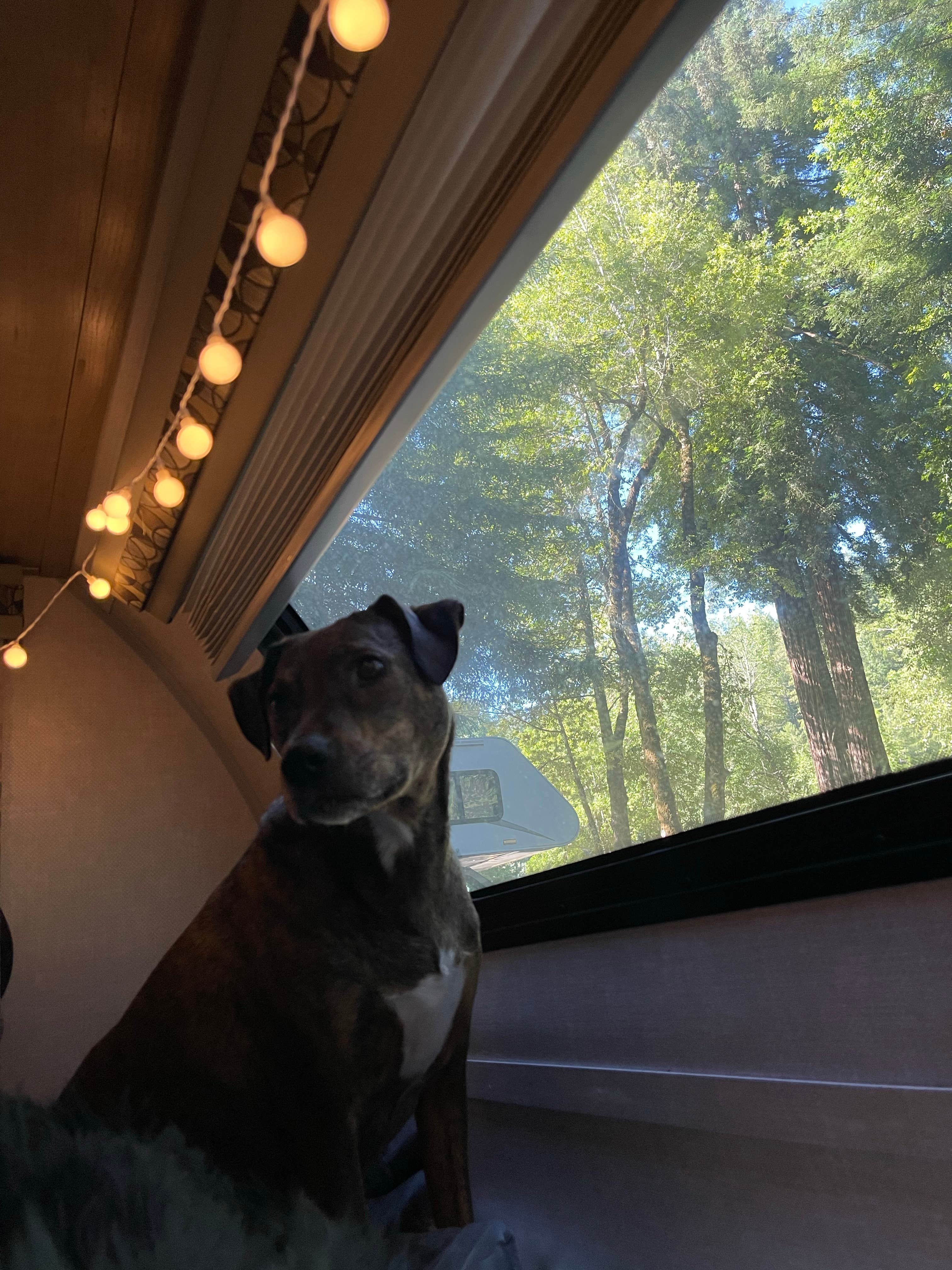 Colleen E.'s photo of camping with pets at Giant Redwoods RV & Cabin Destination near King Range National Conservation Area