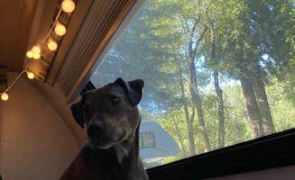 Colleen E.'s photo of camping with pets at Giant Redwoods RV & Cabin Destination near Fortuna, CA