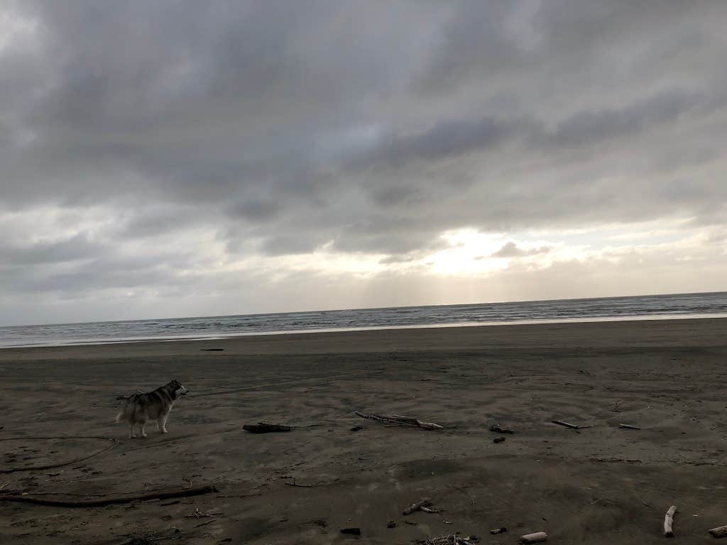 Kathy B.'s photo of camping with pets at Beachside State Recreation Site near Newport, OR