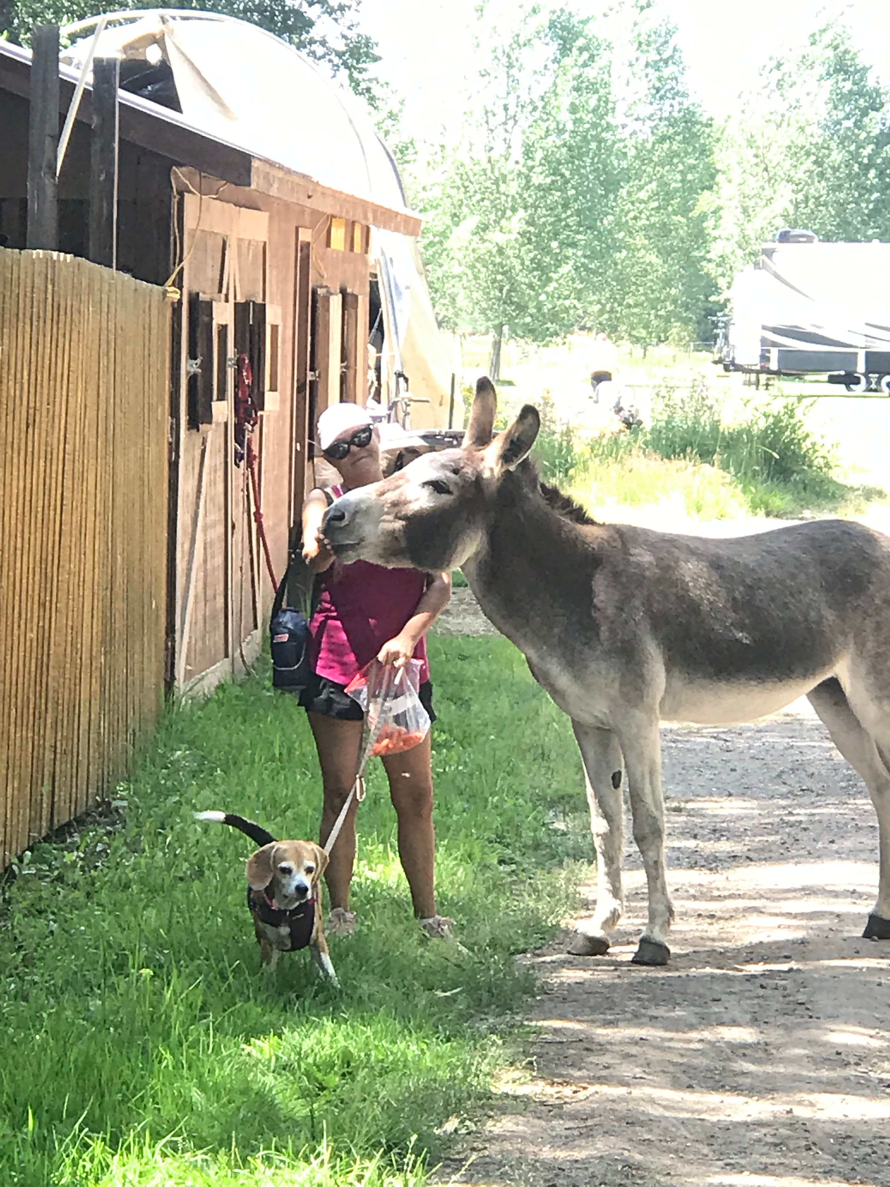 STEVE R.'s photo of camping with pets at Gunnison KOA near Almont, CO