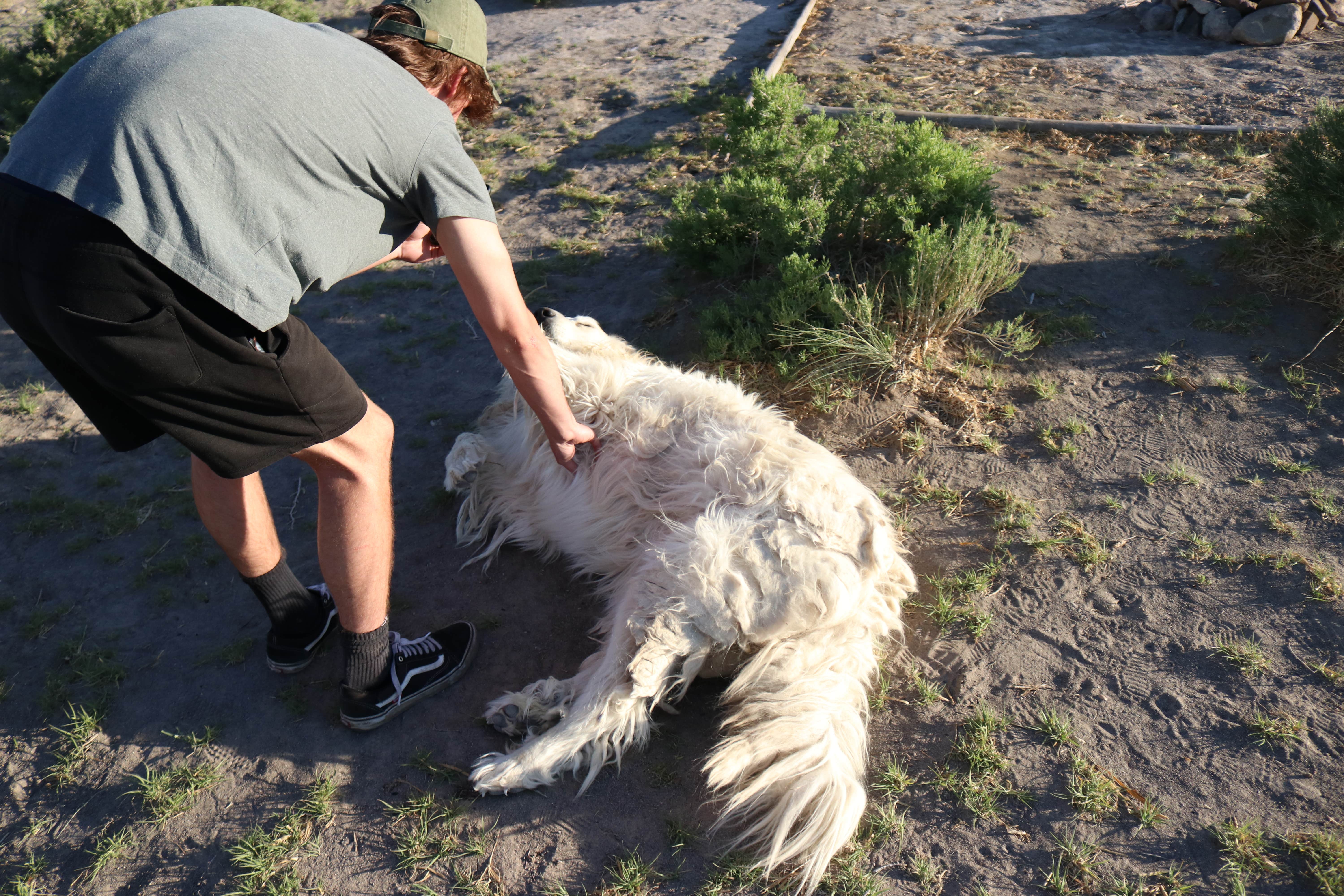 Simas's photo of camping with pets at Rabbit Hole Ranch near Great Sand Dunes National Park And Preserve