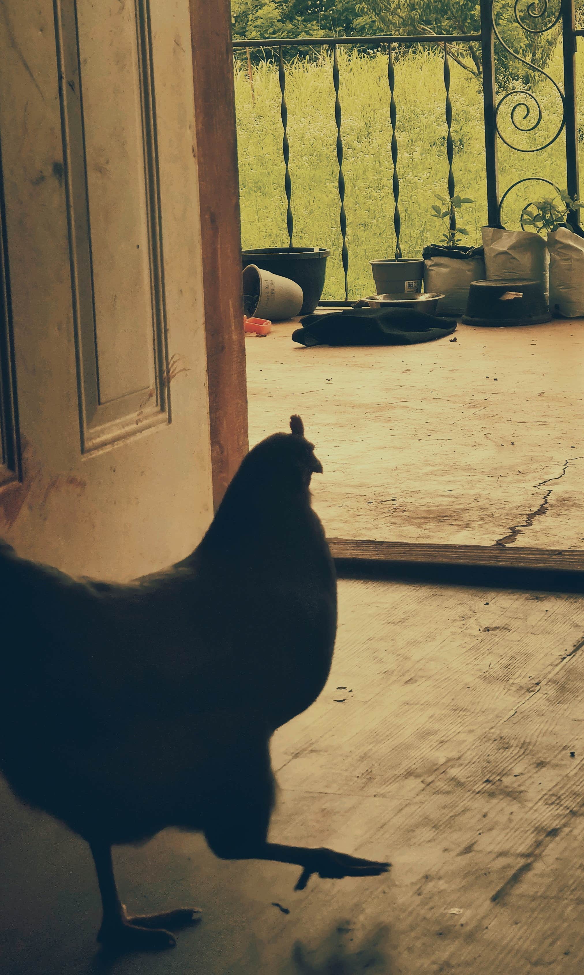 Tyrell R.'s photo of camping with pets at The Rembert Family Homestead OKC near Choctaw, OK