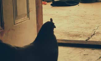 Tyrell R.'s photo of camping with pets at The Rembert Family Homestead OKC in Oklahoma