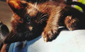 Tyrell R.'s photo of camping with pets at The Rembert Family Homestead OKC near Yukon, OK