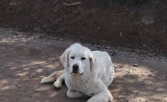 Simas's photo of camping with pets at Deep Creek Campground in Colorado