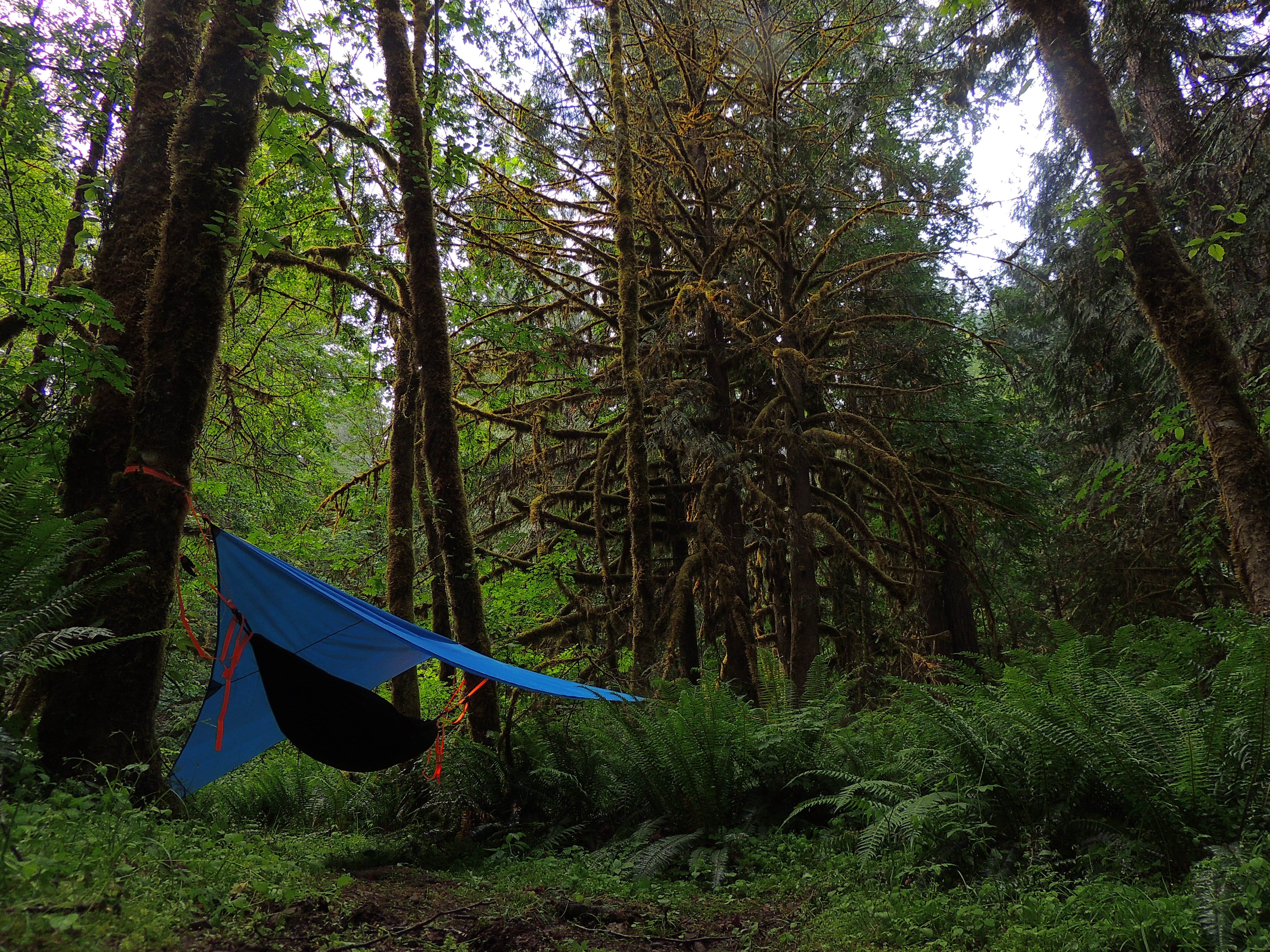 Tj B.'s photo at Lund Park Forest Camp near Cottage Grove, OR