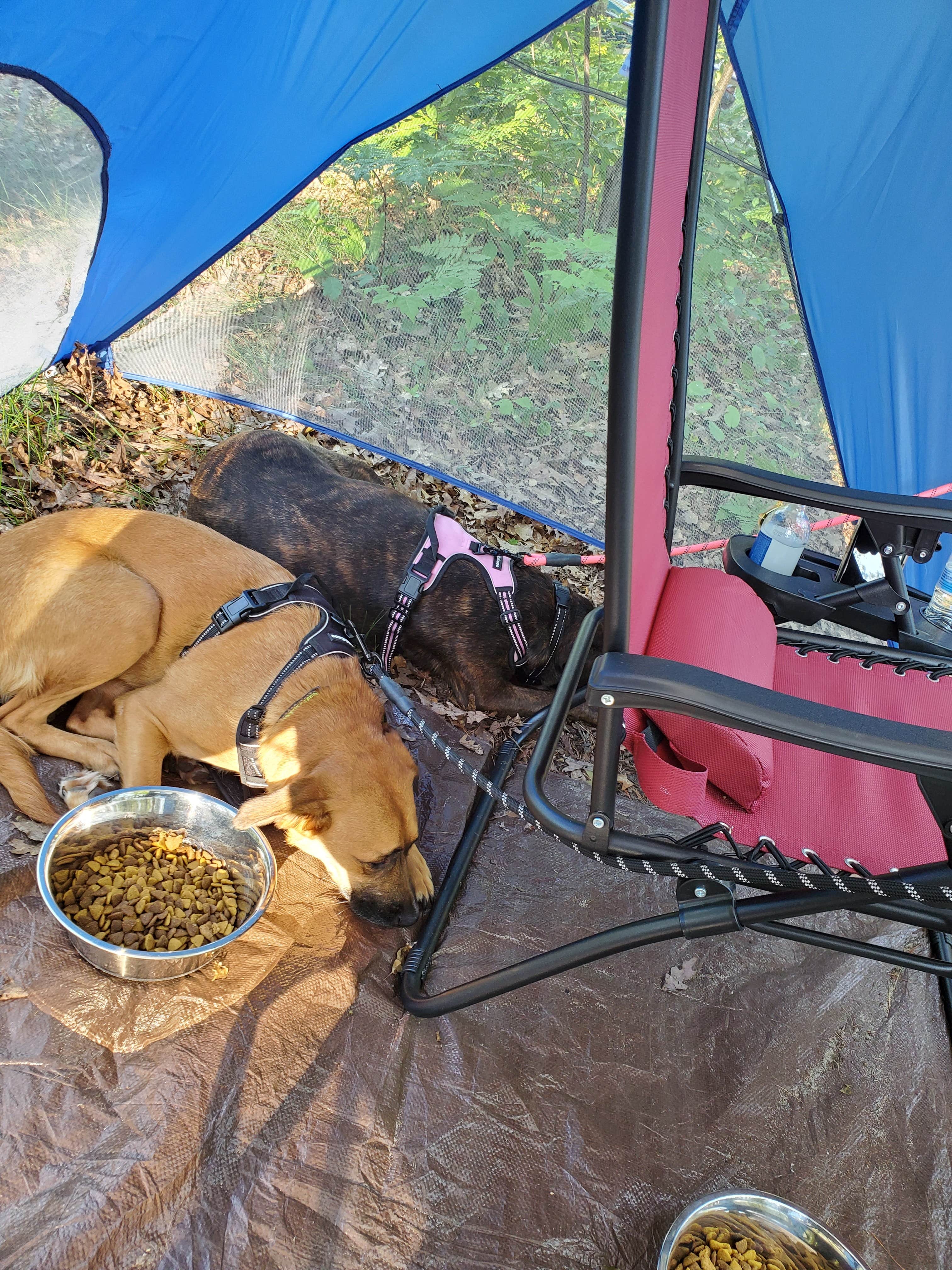 Christopher P.'s photo of camping with pets at Spring Lake State Forest Campground near Clare, MI